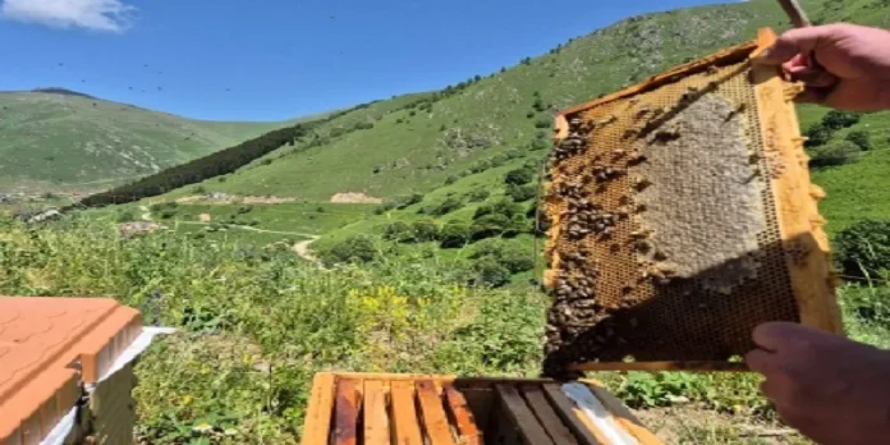 Anadolu’da arıcıların kâbusu geri döndü! Yeniden Türkiye’de