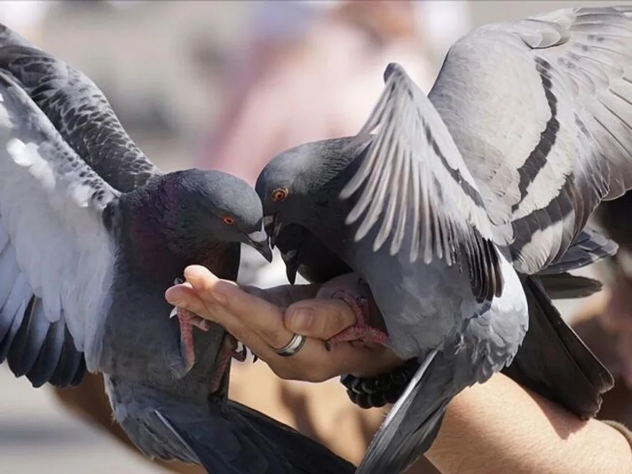 Bu yasak sadece orada var! Kuşlara yem vermek büyük para cezasına mal olabilir