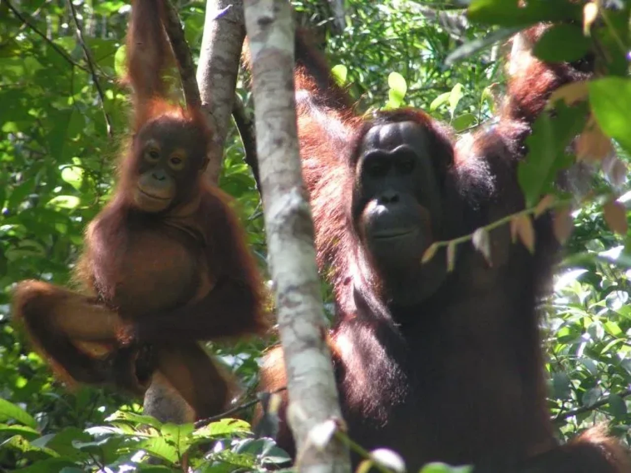 Sadece insana özgü değilmiş! Orangutanların seslerinde katman katman anlam gizli