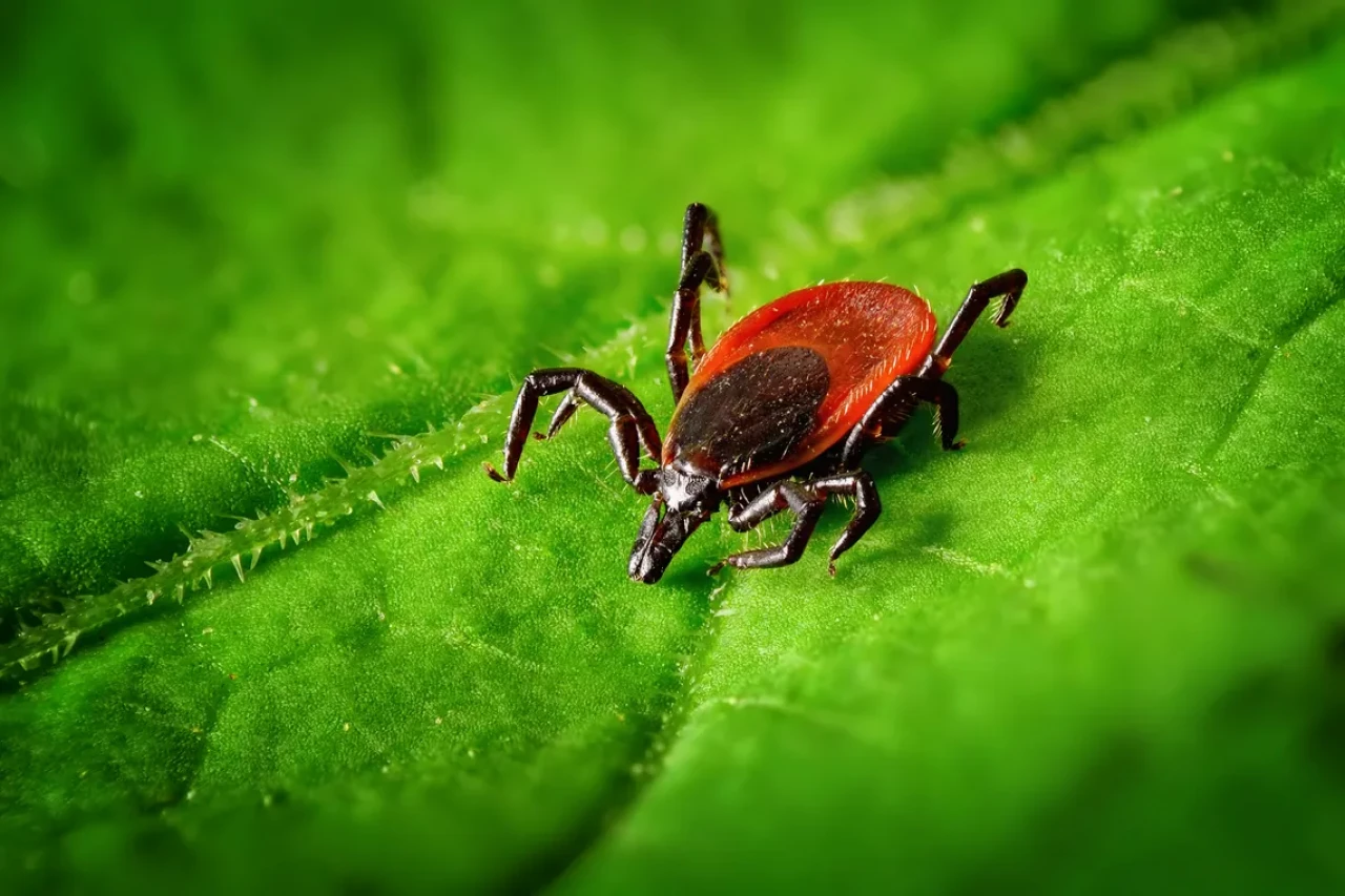 İstanbul’da kene alarmı: Son 3 ayda 6 bin vaka bildirildi