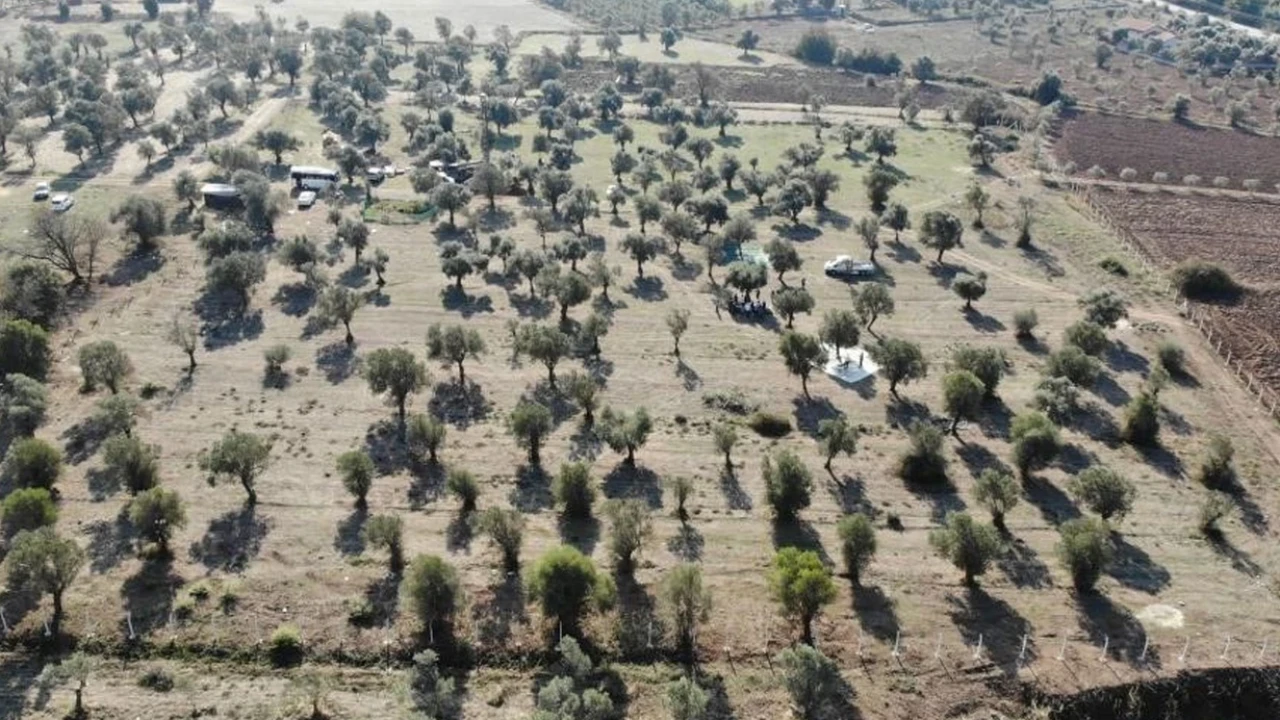 Zeytinlikler Korunacak, Enerjide Yerli Dönem Başlıyor!