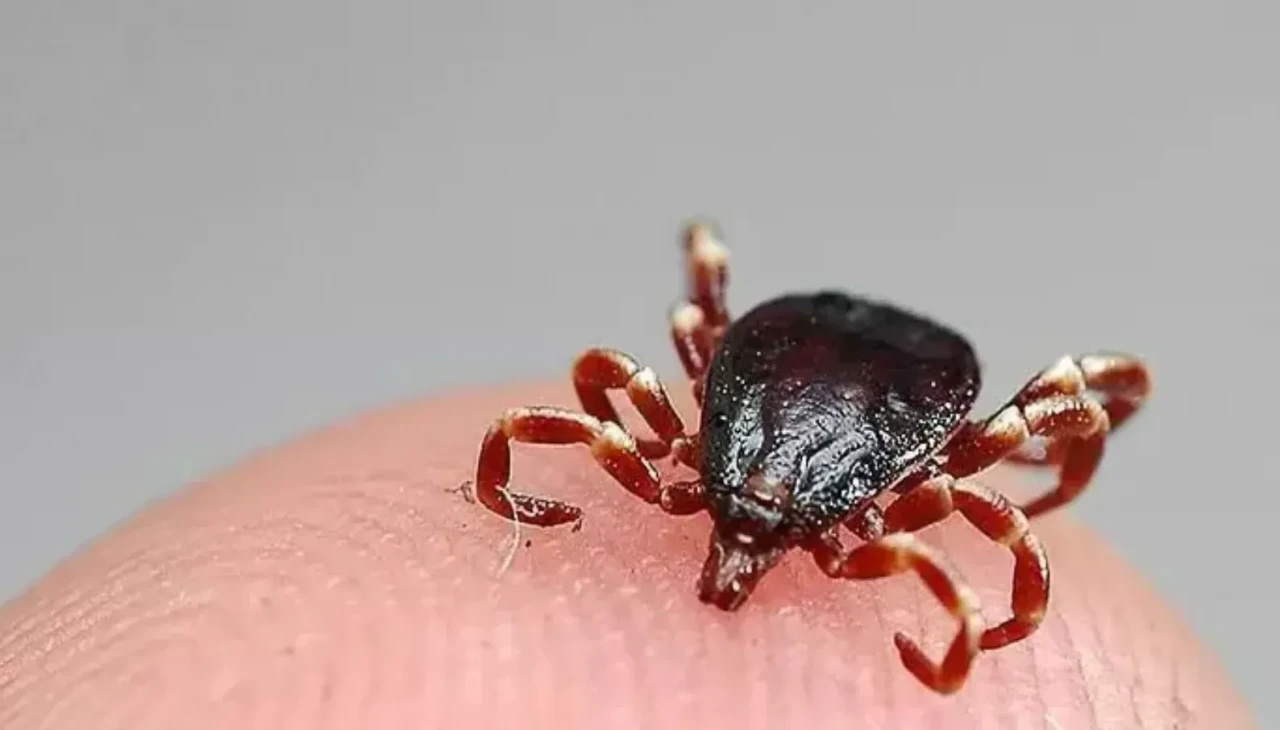 Küçük ısırık, büyük veda: Sivas’ta bir genç daha kenenin kurbanı oldu