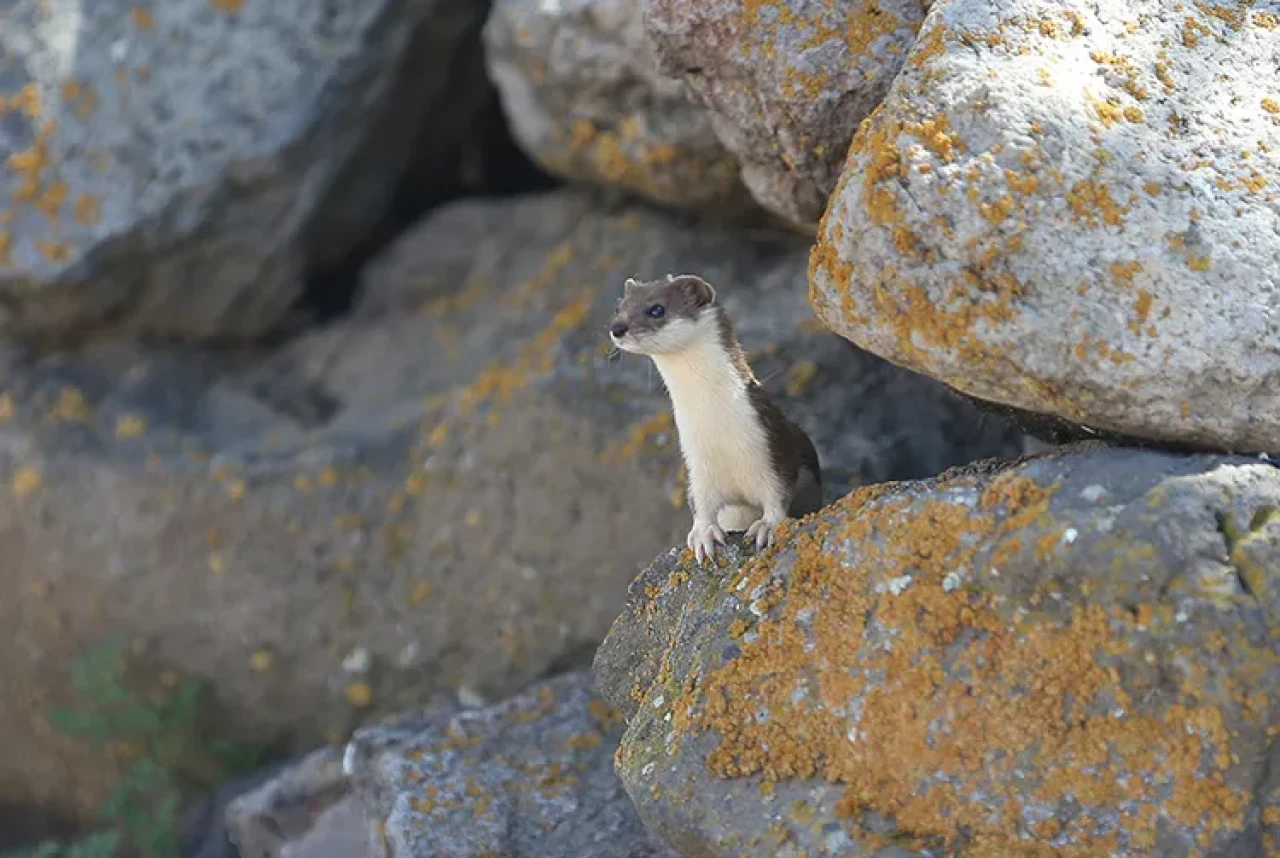 Kars Kırsalında Nadir Görülen Gelincik, Taşlar Arasında Görüntülendi
