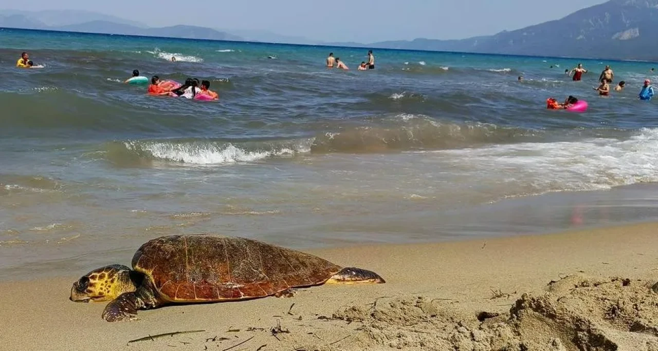 Kuşadası Açıklarında Caretta Caretta Gözlemi: O Anlar Kamerada