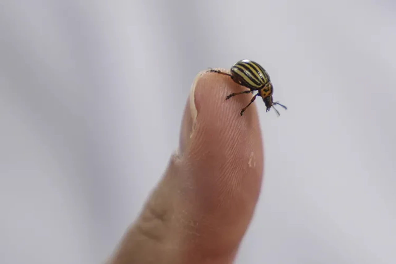 Sıcaklık Artışıyla Keneler de Artıyor: Doğal Denge Alarm Veriyor