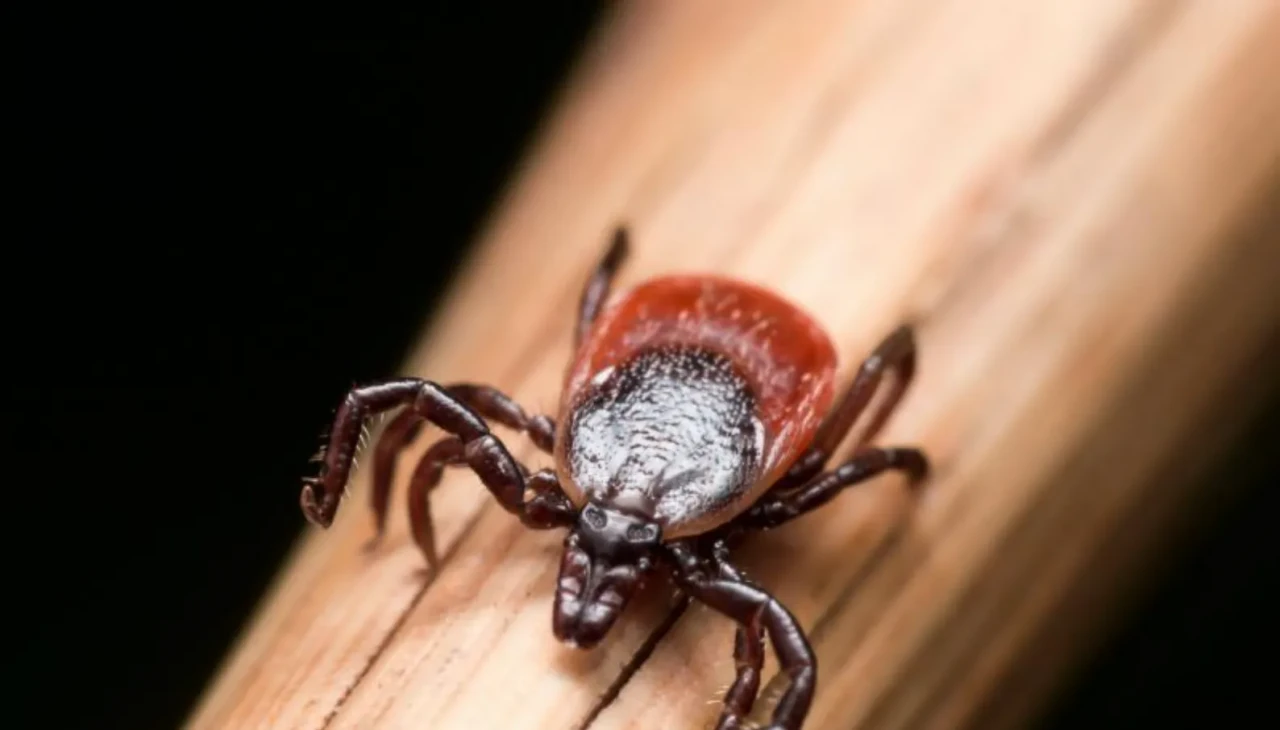 Kayseri’de kene can aldı: 3 çocuk annesi hayatını kaybetti