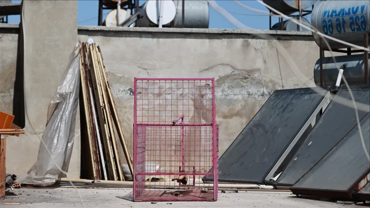 Mersin’de Apartmanları Birbirine Katan Maymun: Hayri, Balkondan Balkona Geziyor