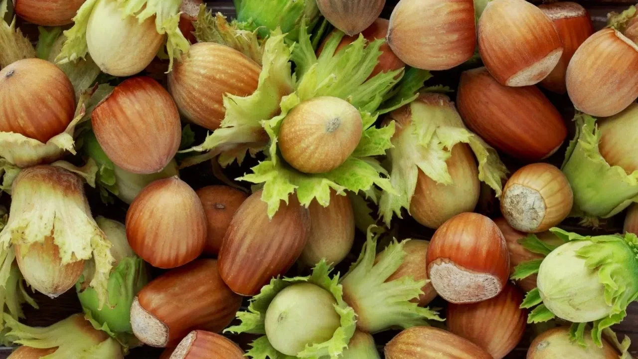 Serbest piyasa fındık fiyatları! Karadeniz'de fiyatları düşüşte üretici üzgün