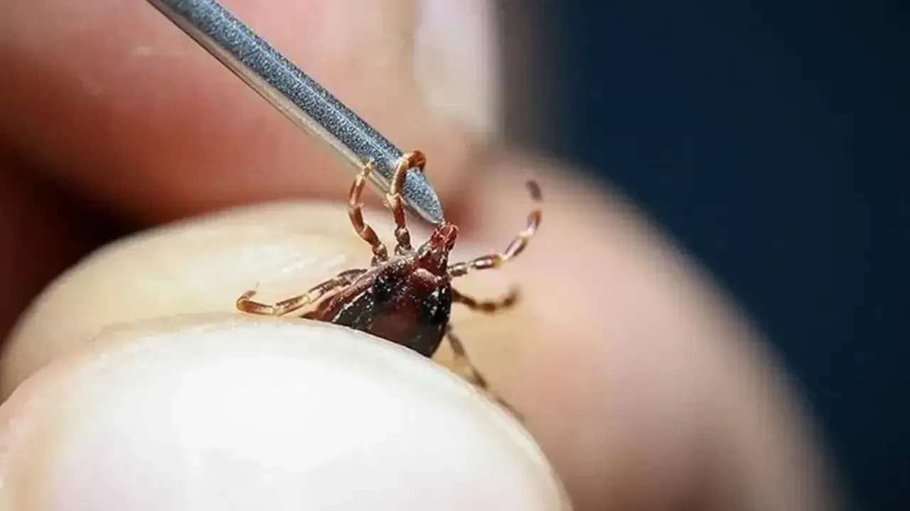 Doğaya Çıkmadan Önce Mutlaka Bilin: Kene Isırığına Karşı Hayat Kurtaran Uyarılar