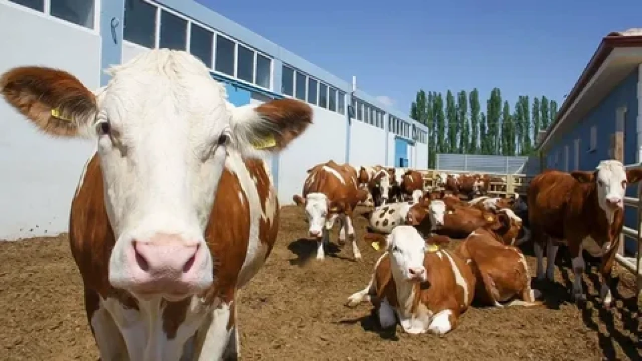 Şap hastalığına karşı 81 ilde hayvan pazarlarında önlem!