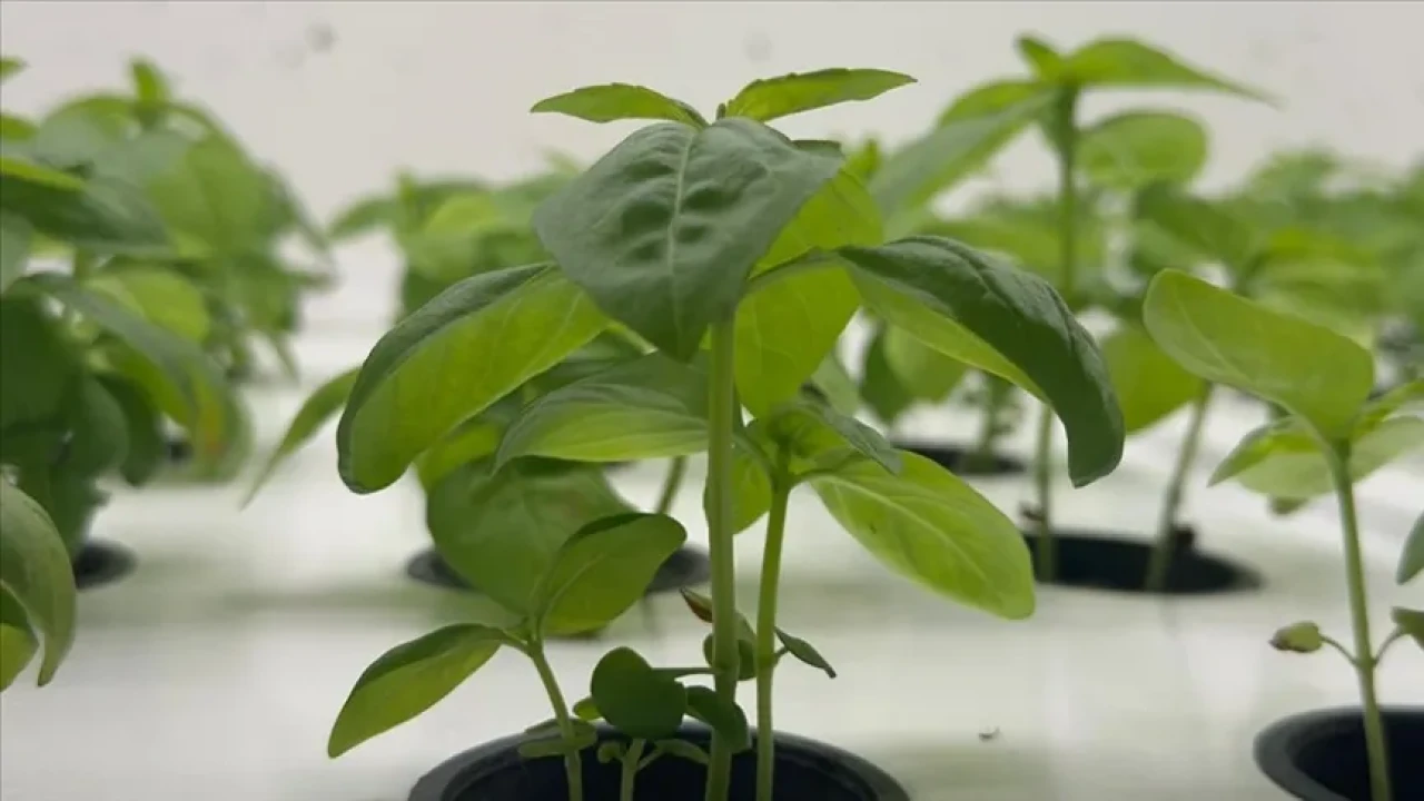 İstanbullu çiftçinin biber fidesi yerli üretimden