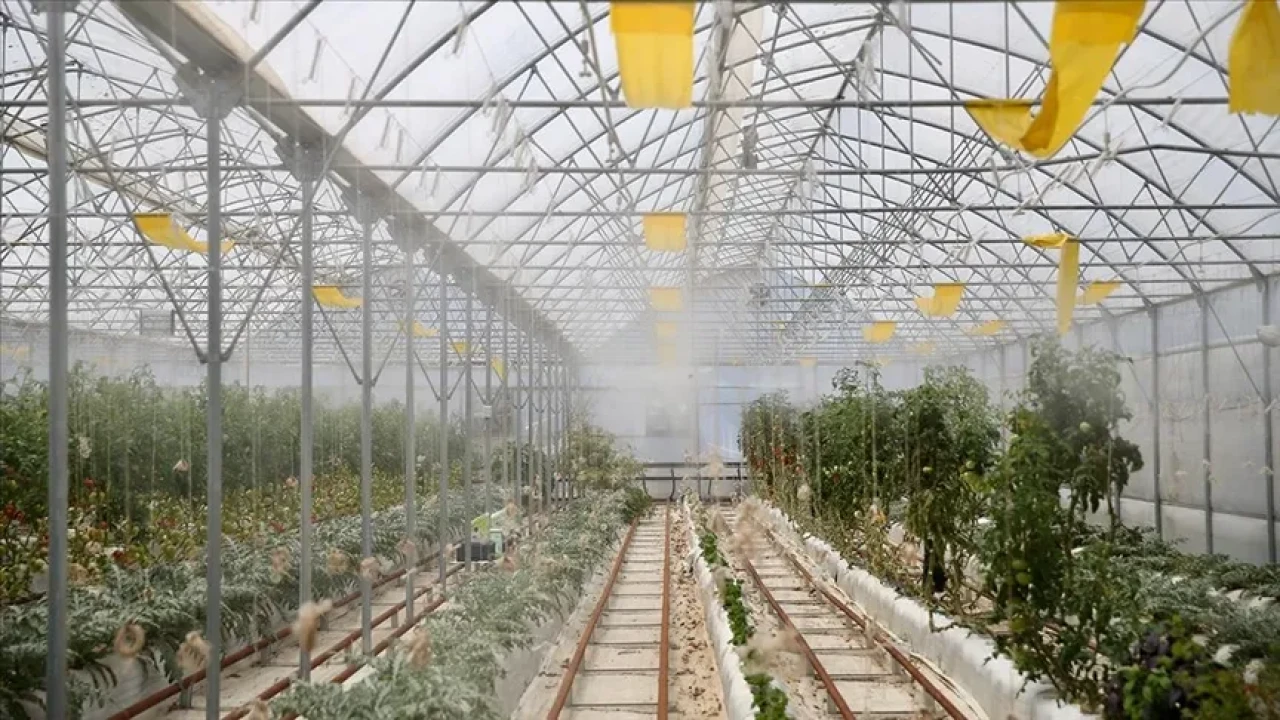 Darıca'da Topraksız Tarım: Volkanik Cürufla Sulama ve Üretim