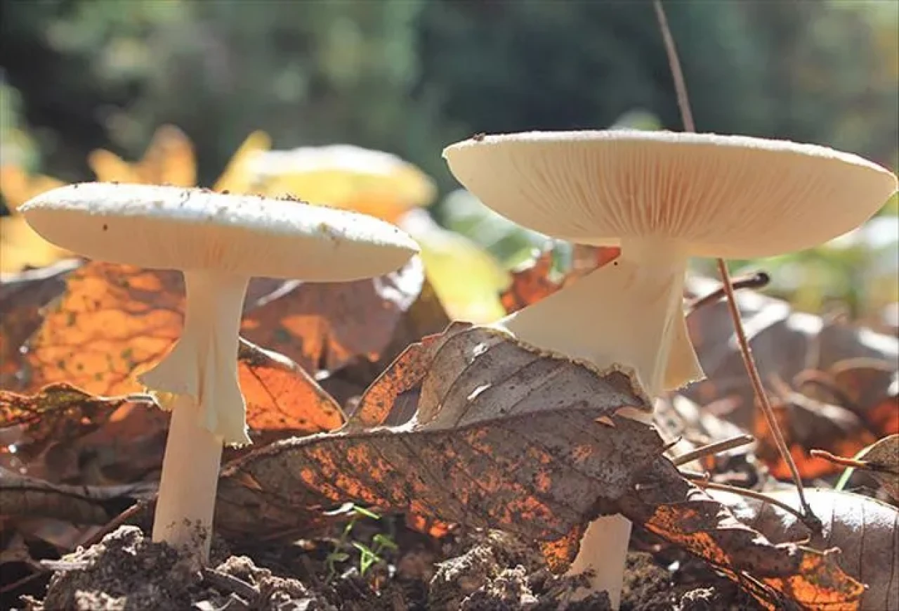 Yüzde 83 artış var: Türkiye’de mantar zehirlenmeleri neden patladı?