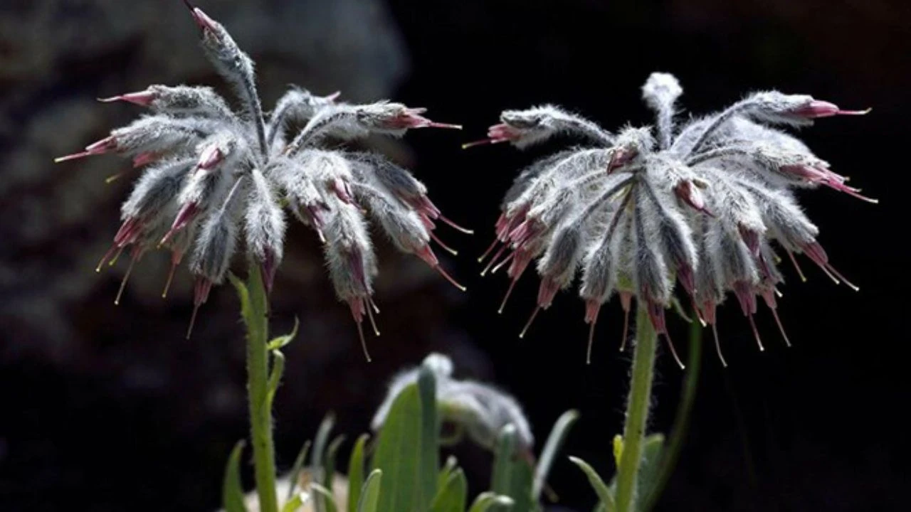 Her Canlıya Dijital Kimlik! Türkiye’den Doğaya Yüksek Teknoloji Desteği
