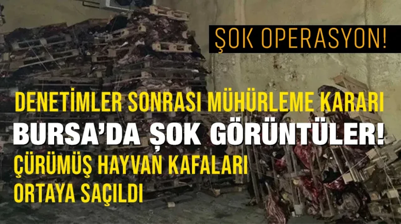 Bursa’da Şok Görüntüler! Çürümüş Hayvan Kafaları Ortaya Saçıldı
