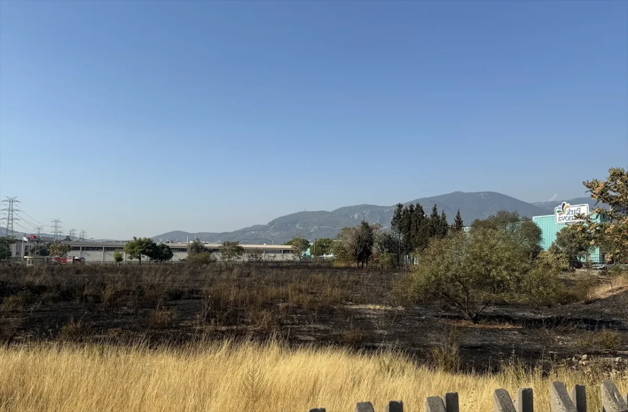 Midyat'ta orman alarmı! Söğütlü'de alevlerle zorlu mücadele