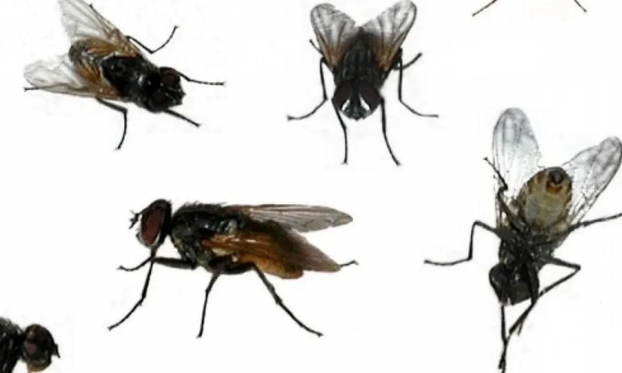 Bu akıllıca ve basit yöntemle evinizdeki sineklerden kısa sürede kurtulun!