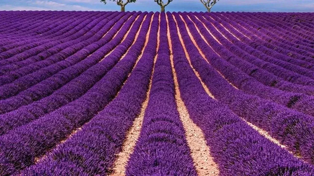 Kadın Kooperatifinden büyük atılım: Türkiye’nin en büyük lavanta bahçesi artık onların