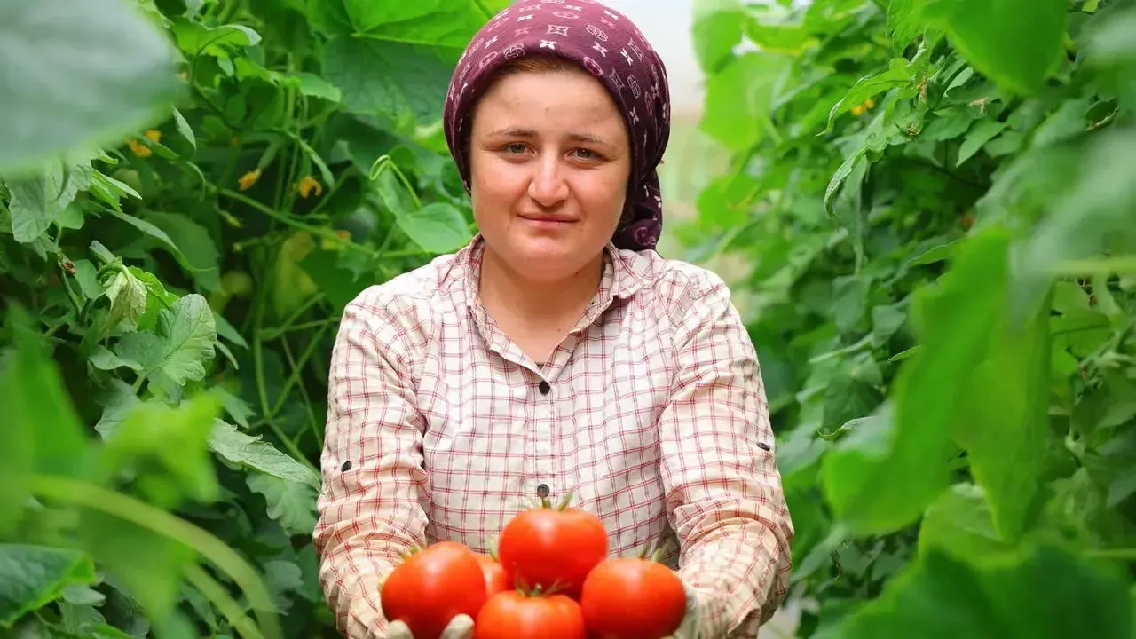 Adının Hakkını Veren Mahalle: Kadıoğlu Çiftliği’nde Dört Mevsim Domates Üretimi