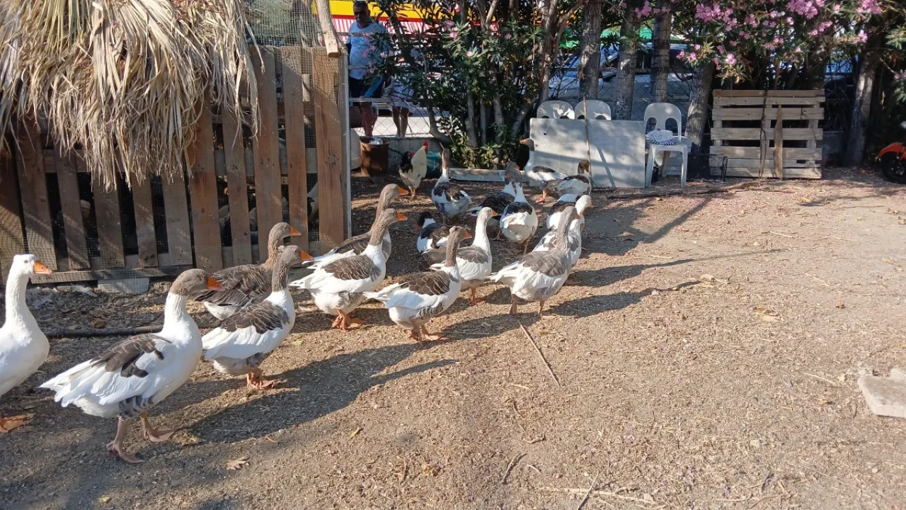 Kazlara ‘denetimli serbestlik’: CİMER’e şikâyet edilen kazlar bahçeye çıktı