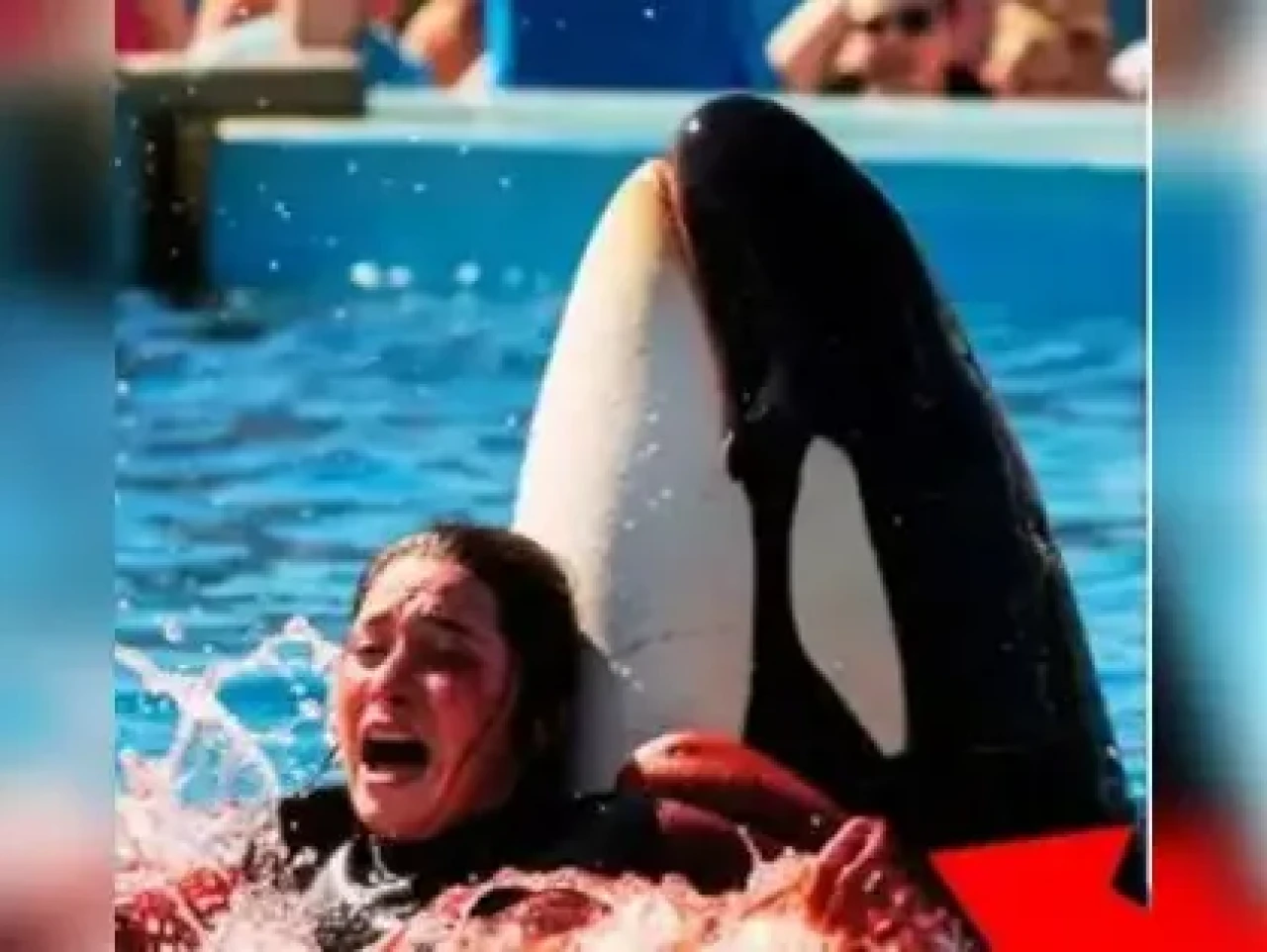 Eğittiği Balina tarafından yutulan Jessica Radcliffe kimdir, aslen nereli, öldü mü?