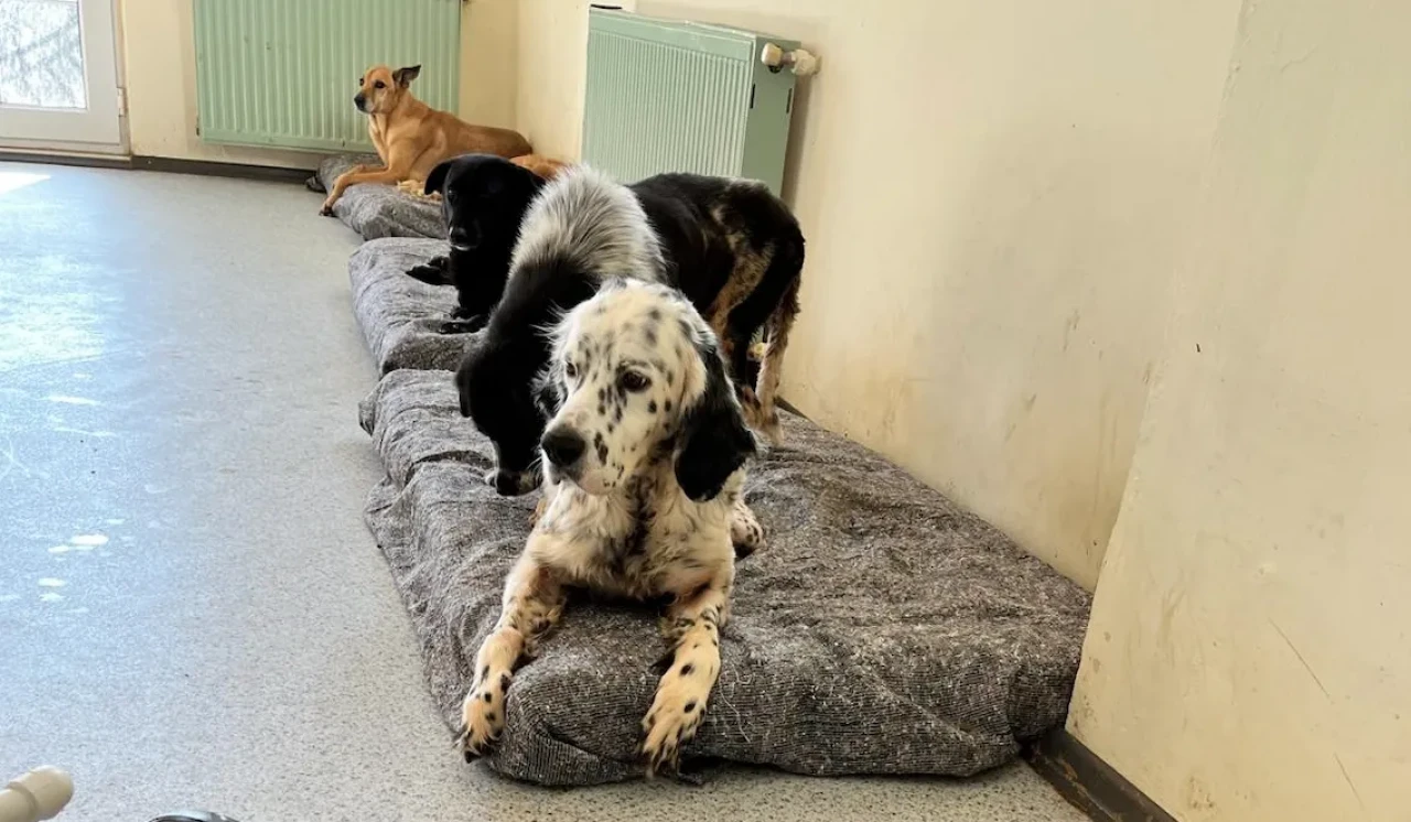 Sokaklarda Çaresiz Kalmıyorlar! Türkiye’nin Gurur Projesi ENCANDER Hizmete Devam Ediyor