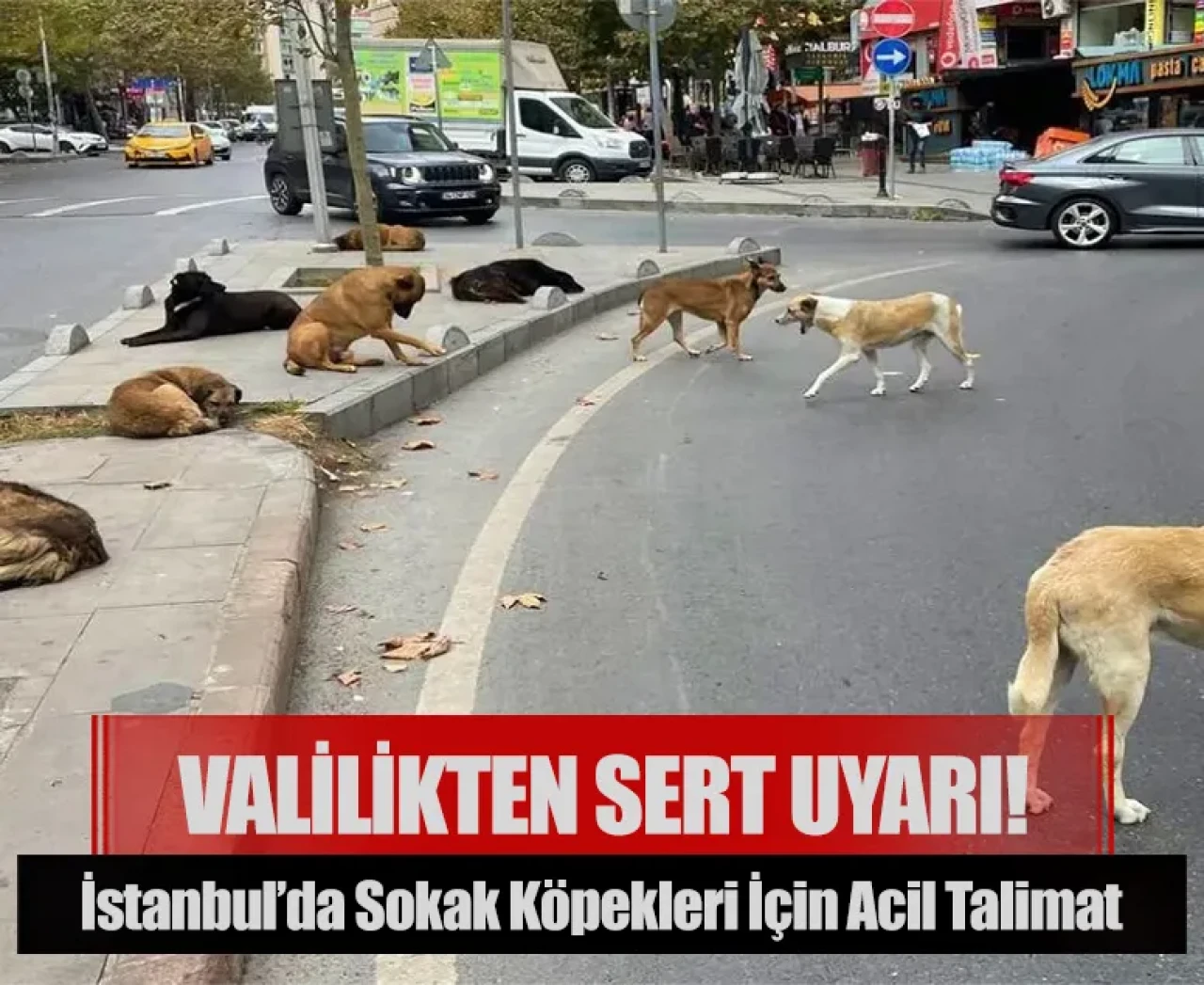 İstanbul’da sokak köpekleri için acil talimat: Valilikten sert uyarı!