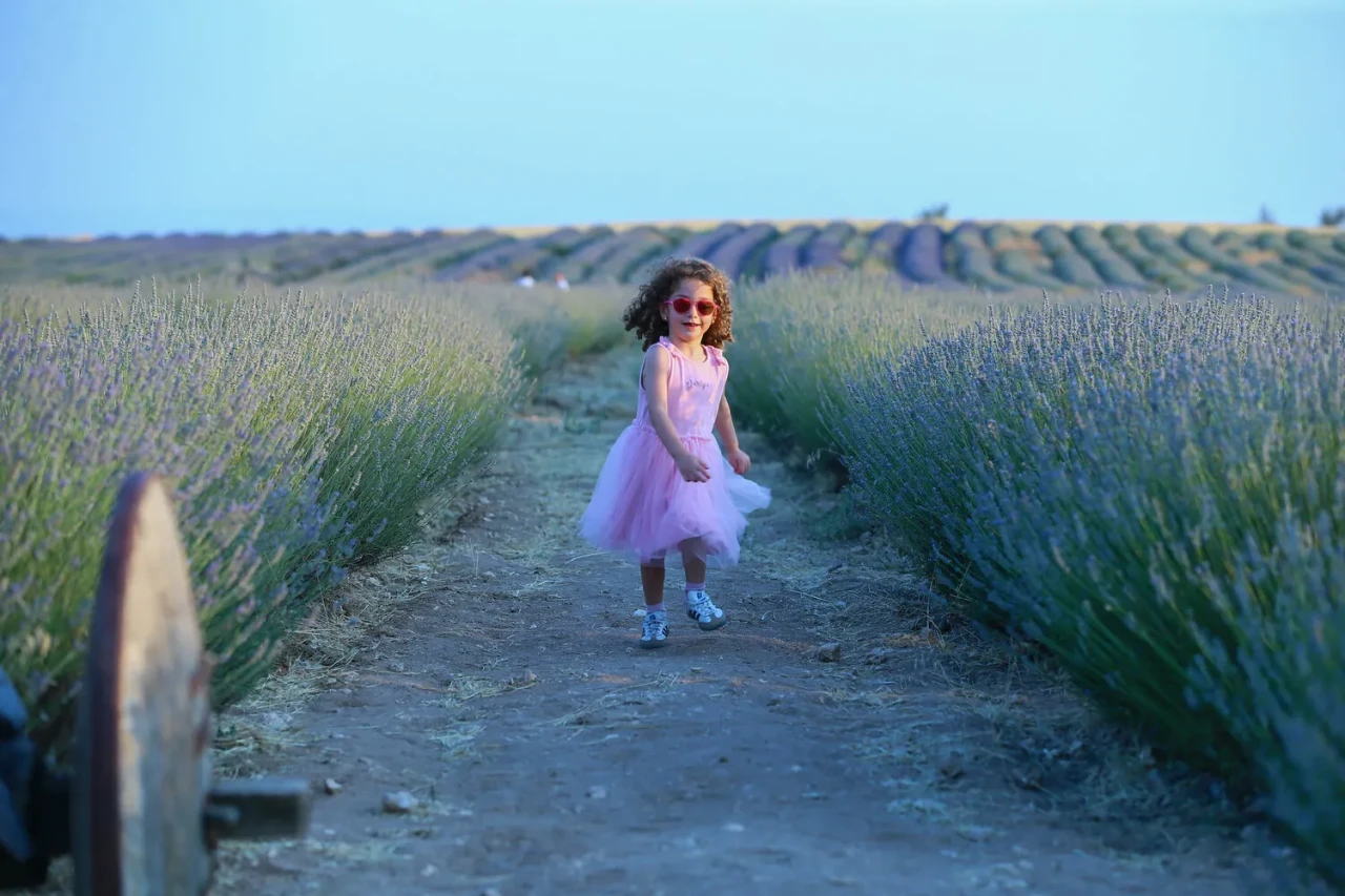 Uşak’ta lavanta bahçeleri göz kamaştırıyor, turist akını artıyor