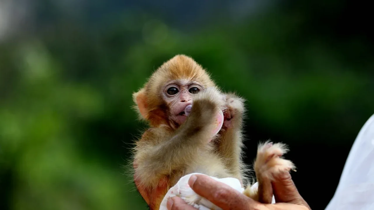 Çinli bilim insanları maymun beynini bilgisayara taşıdı: Darwin Monkey