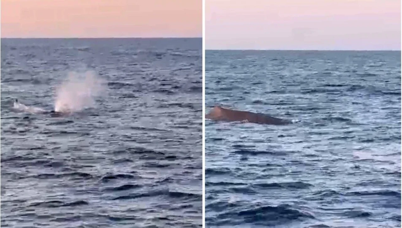 Manavgat Açıklarında Balina Sürprizi: Amatör Balıkçılar Kameraya Aldı