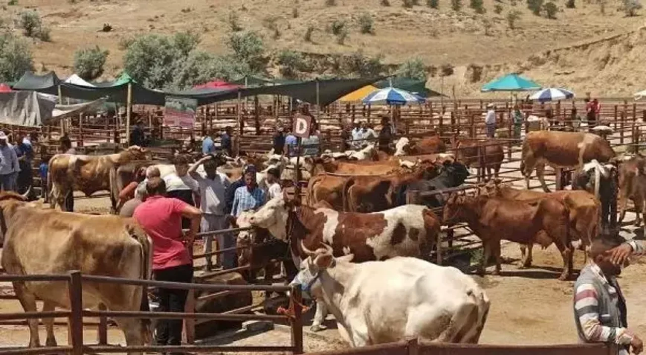 Şap hastalığına karşı aşı sonuç verdi: 24 ilde yasak kalktı