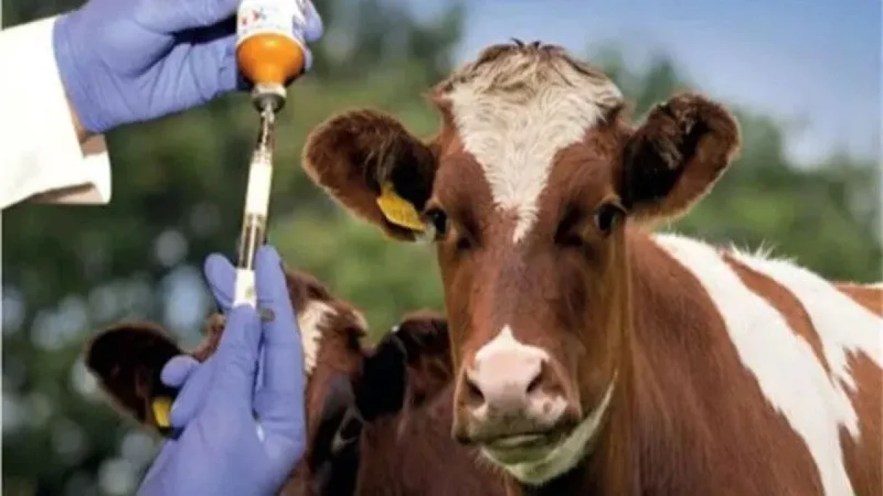 Gümüşhane’de şap alarmı: Hayvan giriş-çıkışları kısıtlandı