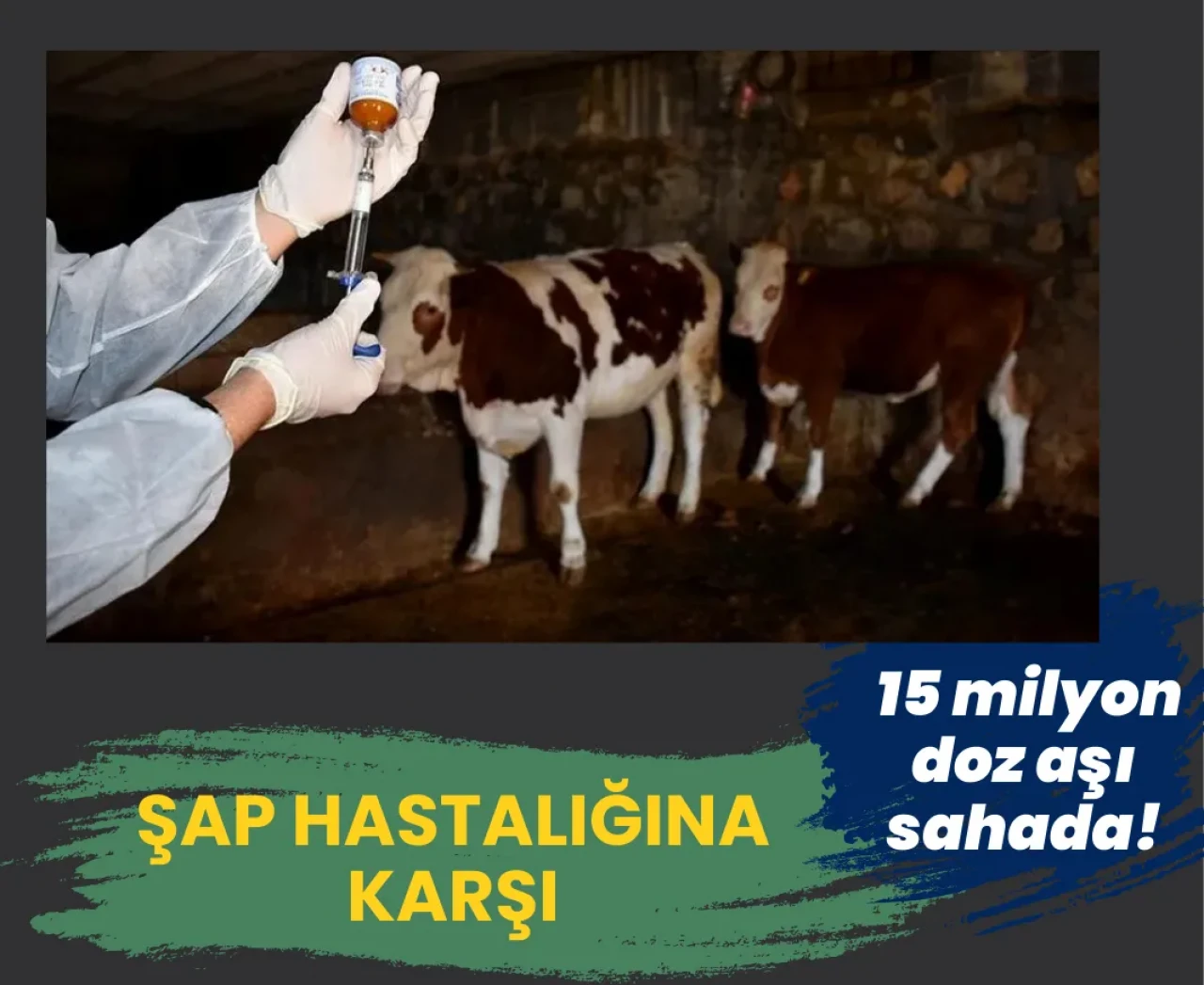 Şap hastalığına karşı 15 milyon doz aşı sahada!