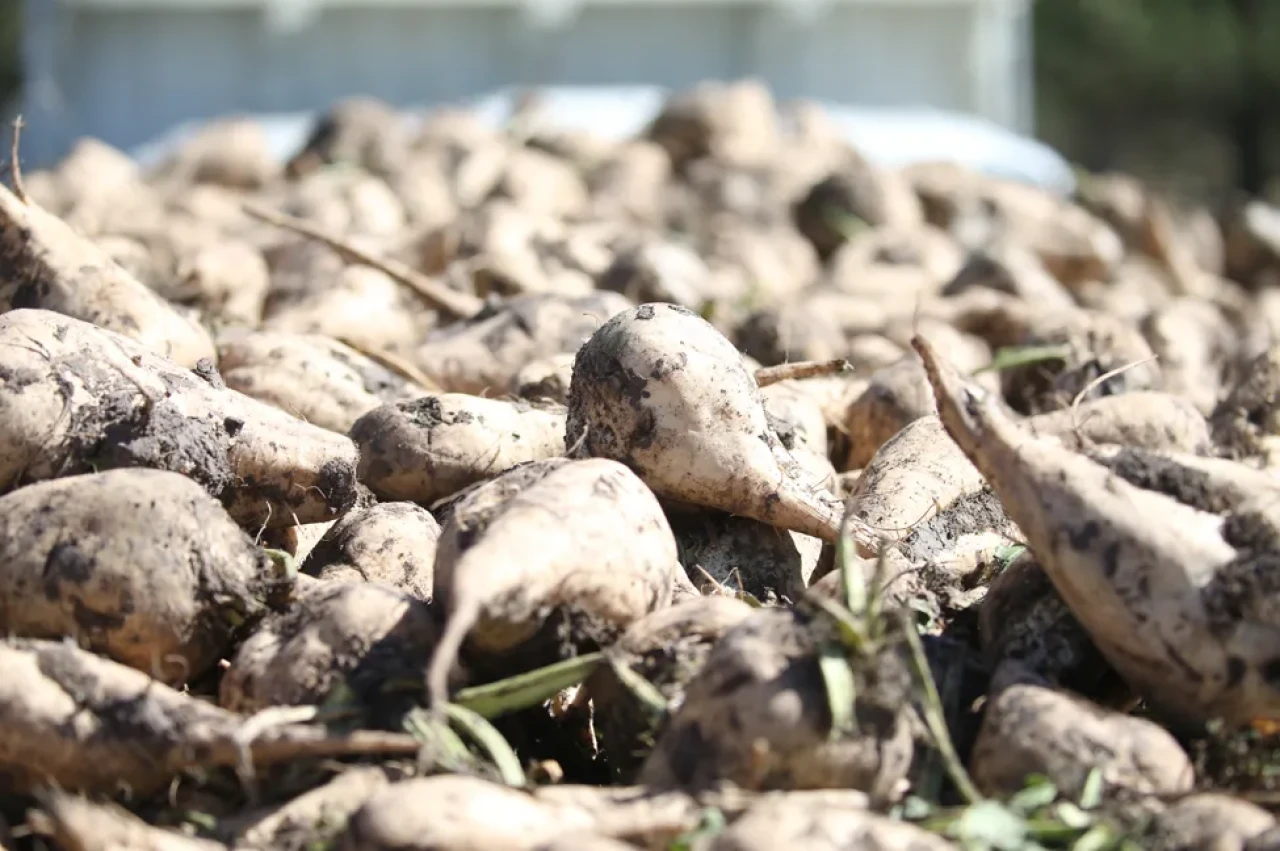 Çiftçiden fabrikaya, fabrikadan sofralara: Kars’ta üretim zamanı