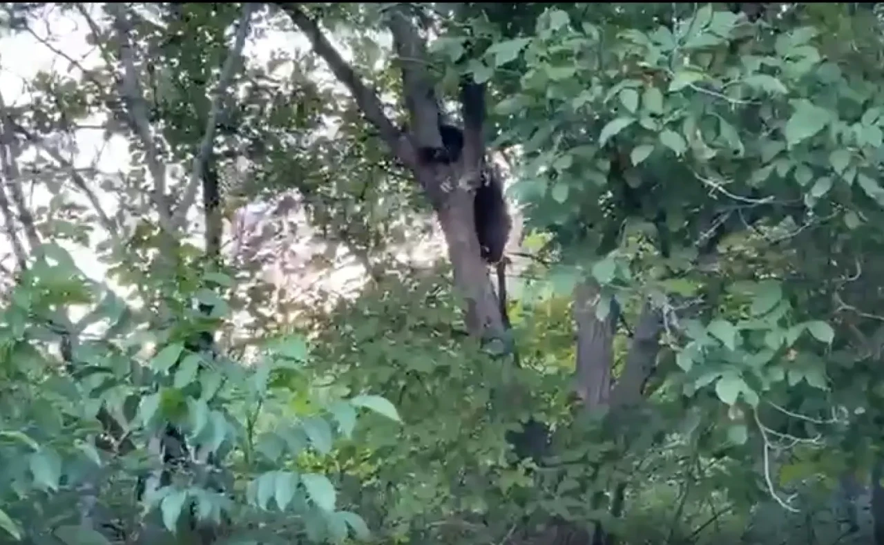 Erzincan’da köpeklerden korkan ayı yavrusu ağaca tırmandı