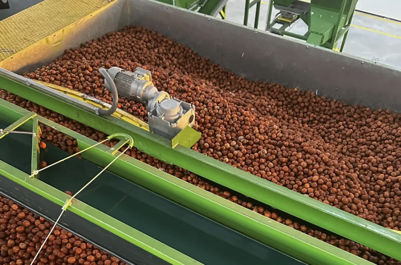 ABD’den ithal ceviz vergisi sıfırlandı: Yerli üreticiler alarmda