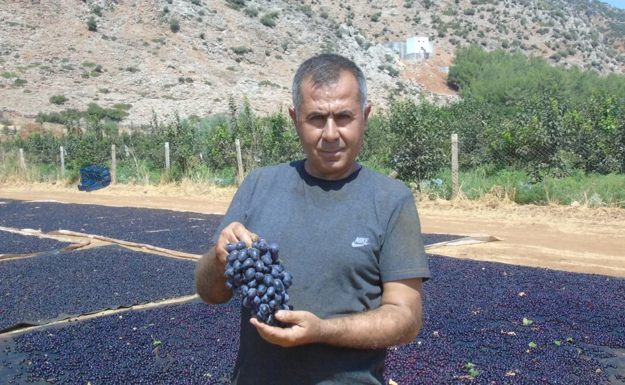 Gaziantep’in tescilli üzümleri kışa hazırlanıyor