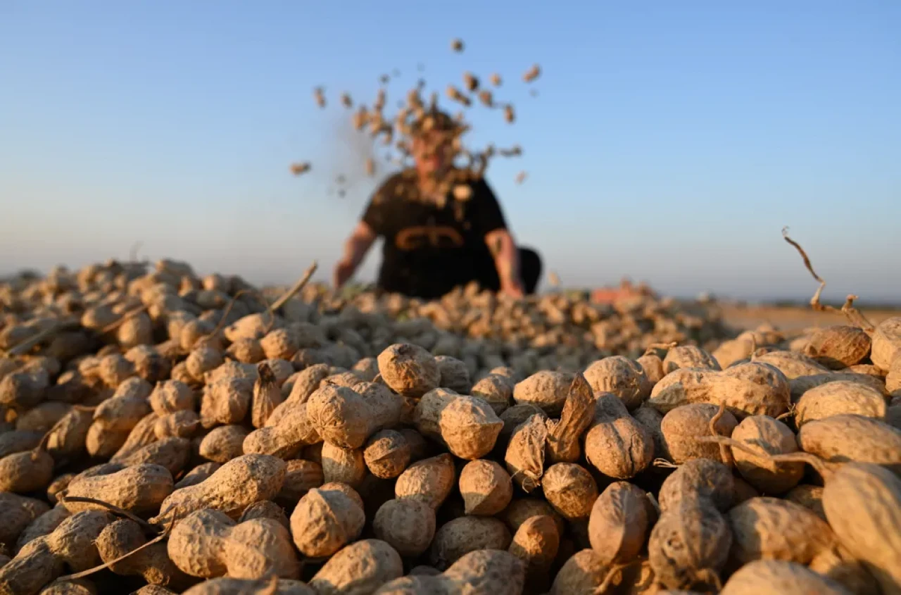 Osmaniye’de yer fıstığı hasadı başladı, rekolte artıyor