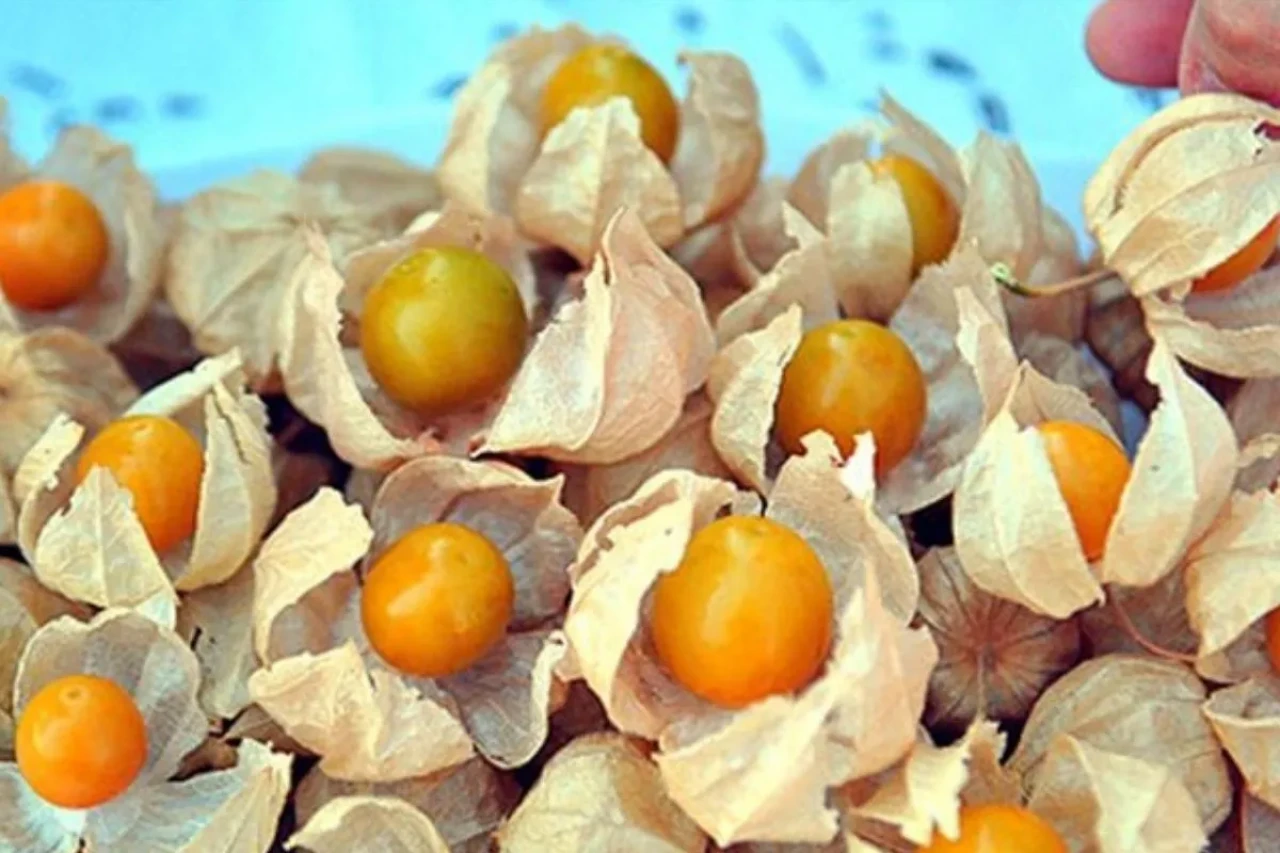 Küçük meyve, büyük potansiyel: Altın çileğe yatırım çağrısı