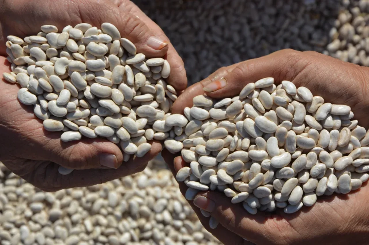 Doğal yetişen Demirci fasulyesine Türkiye genelinde yoğun ilgi