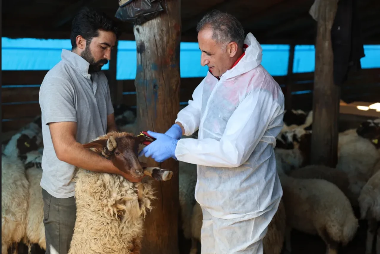 Tarım ekipleri köy köy dolaşıyor: Kars’ta aşı ve küpeleme seferberliği