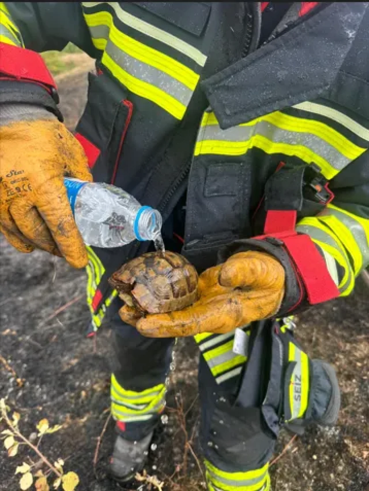 Küle dönen alanda mucize: Kaplumbağa yeniden hayatta