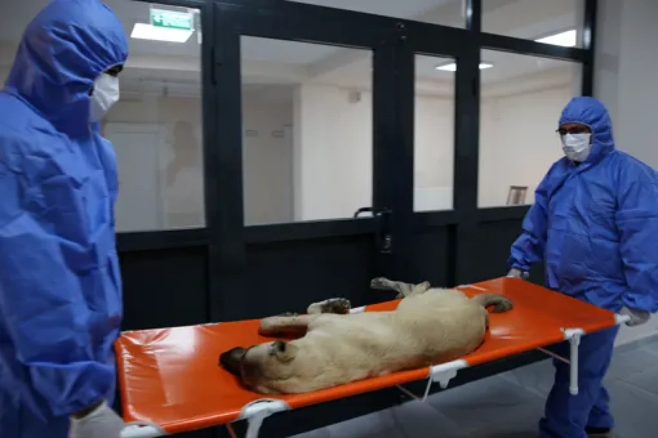 Bitlis’te sokak hayvanları için doğal yaşam alanı kuruldu