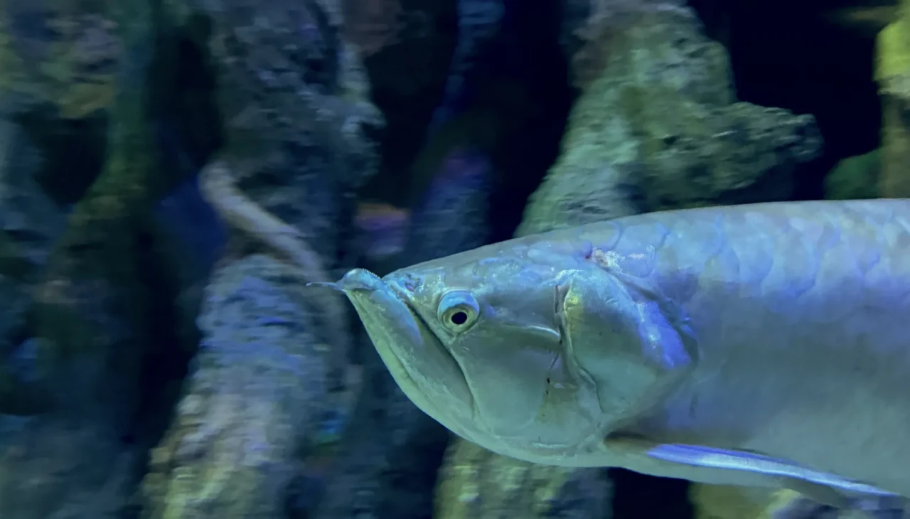 Antalya Akvaryum, 28 bin canlıyla ziyaretçilerini büyülüyor