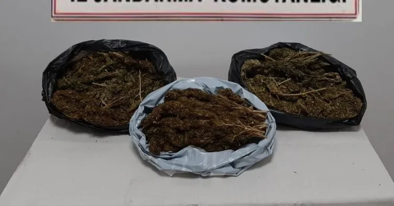 Adana’da uyuşturucuya yüksek teknoloji: Konteynerlerde skunk tarlası