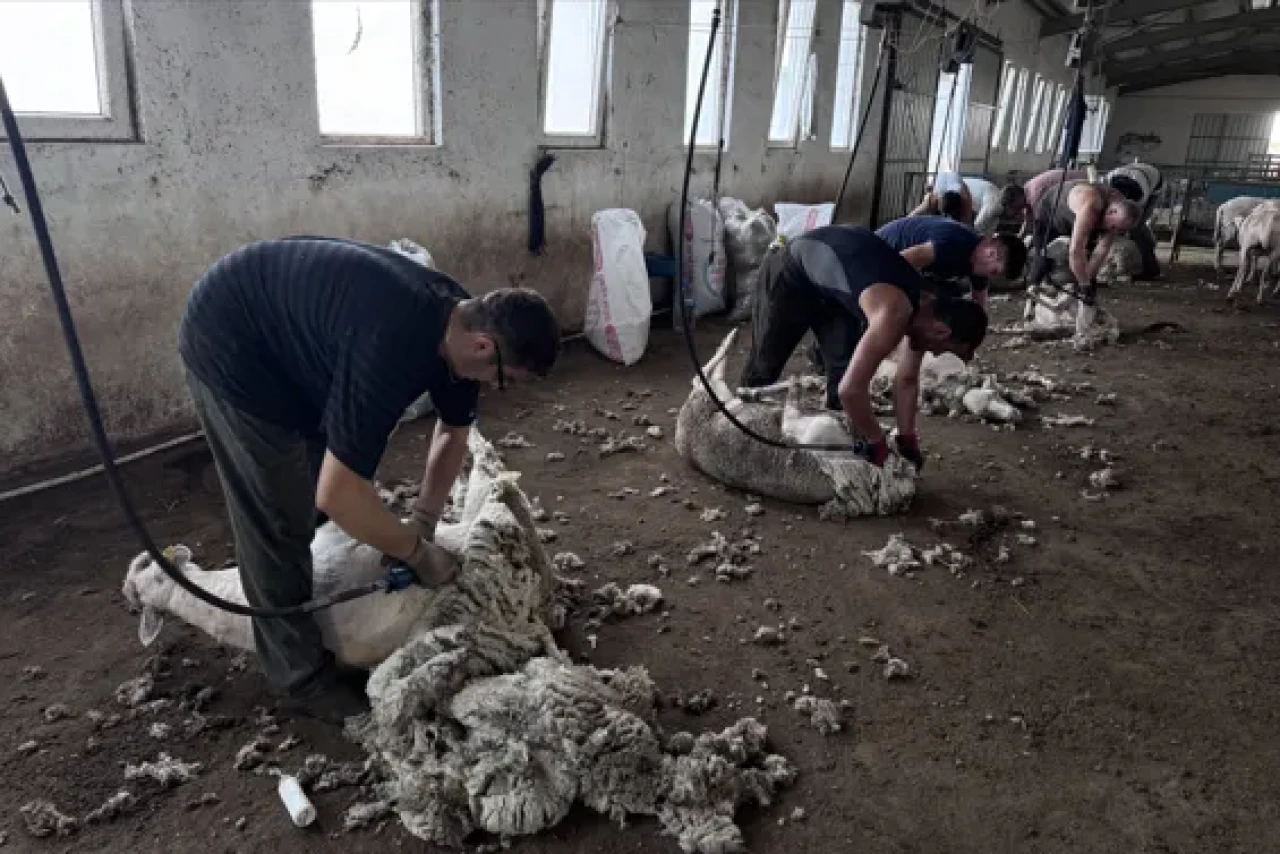 Makas devri bitti: Trakya’da kırkım artık makinelerle yapılıyor