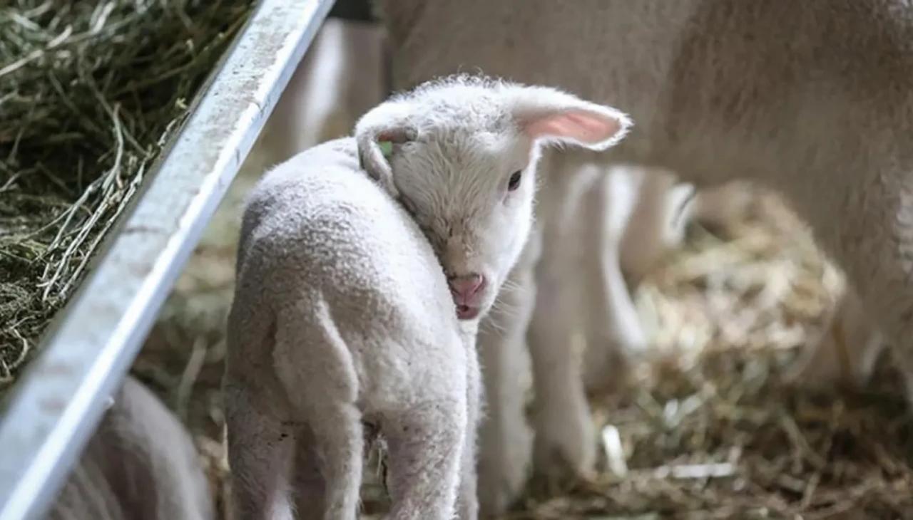 TİGEM’den 3.200 küçükbaş satışı! İhale tarihi belli oldu