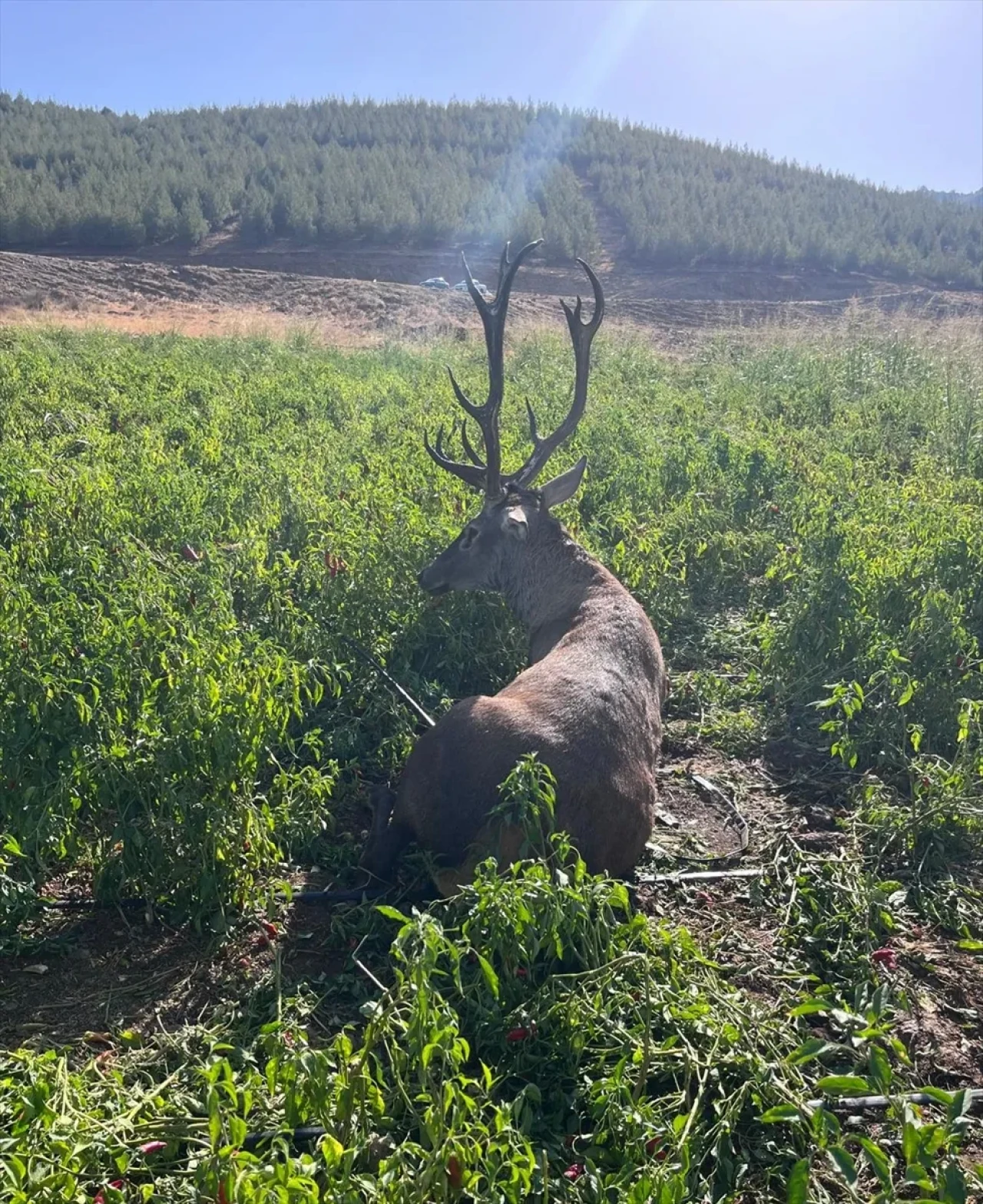 Gaziantep'te sulama hortumuna dolanan yaban geyiği kurtarıldı