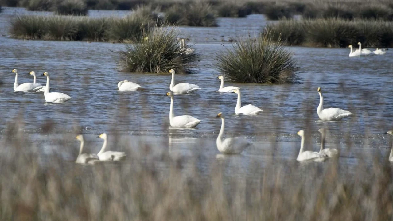 Kızılırmak Deltası'nda 500 kilogram atık doğadan temizlendi!