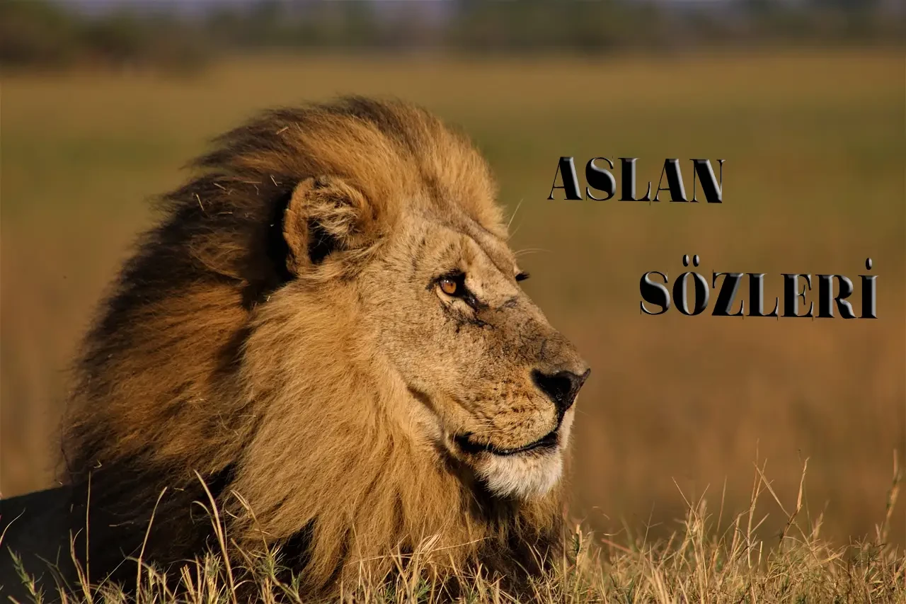 Aslan Sözleri! En Güzel, Kısa, Uzun Aslan İle İlgili Sözler